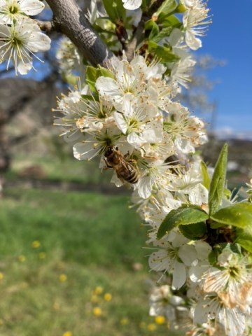 Eine Biene sammelt Nektar von Obstblüten | © Stefanie Schneider