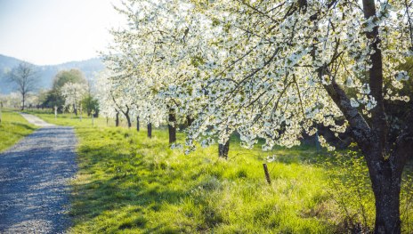 Der Rheinsteig in Filsen während der Obstblüte | © Henry Tornow / Romantischer Rhein Tourismus GmbH