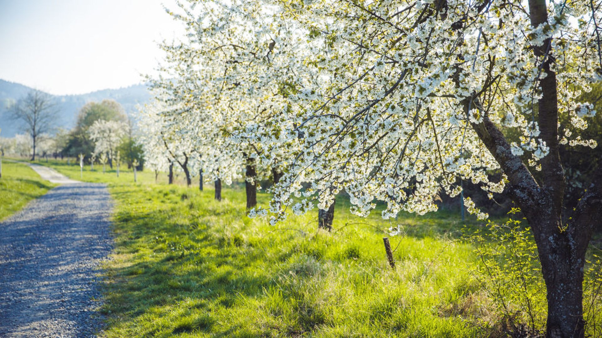 Der Rheinsteig in Filsen während der Obstblüte | © Henry Tornow / Romantischer Rhein Tourismus GmbH