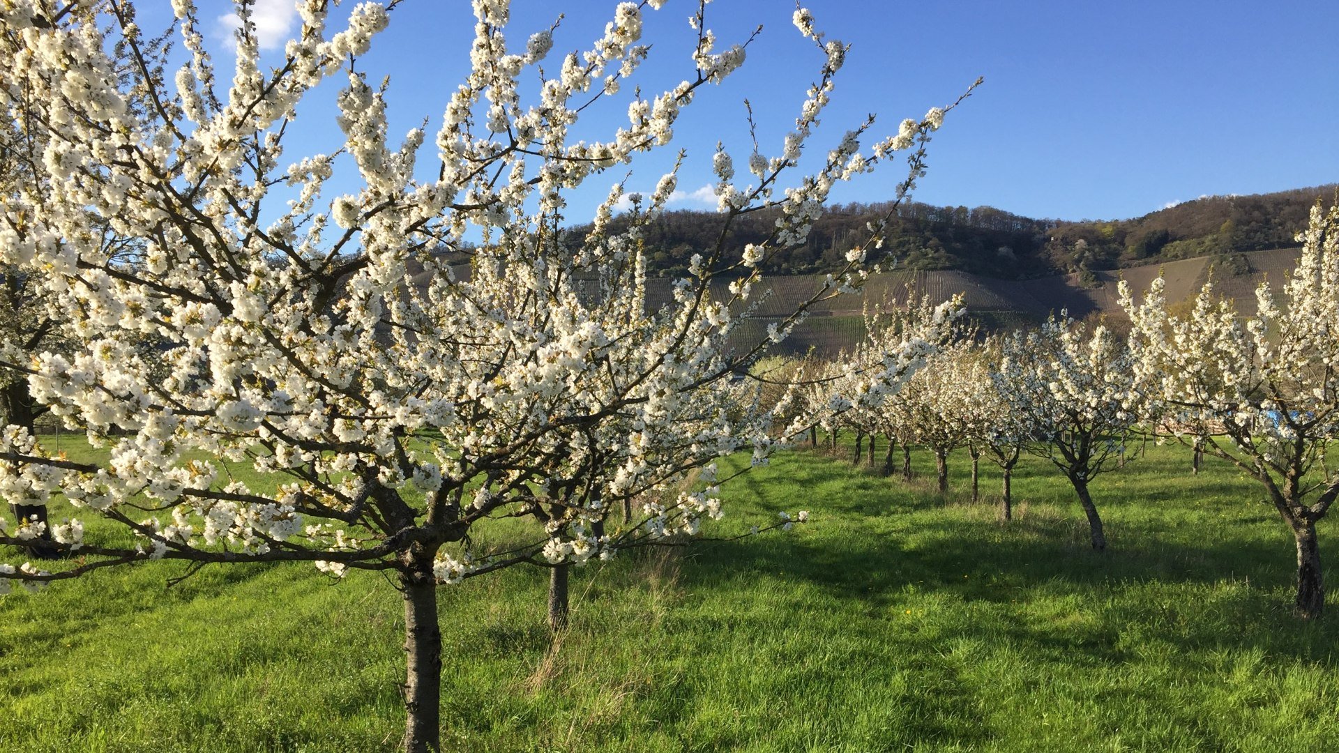 Kirschblüte in Filsen | © Caroline Taunt