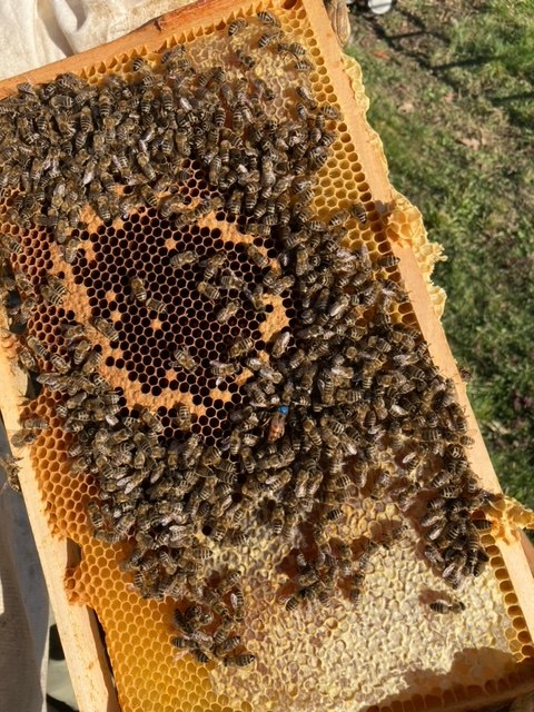 Bienen auf einer Wabe | © Stefanie Schneider