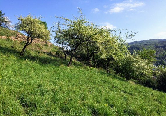 Rheinhang Filsen im Frühling | © Caroline Taunt