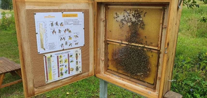 Infotafel Bienenerlebnisfeld Filsen | © Frank Böwingloh