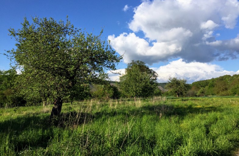 Eine Streuobstwiese in Filsen | © Caroline Taunt