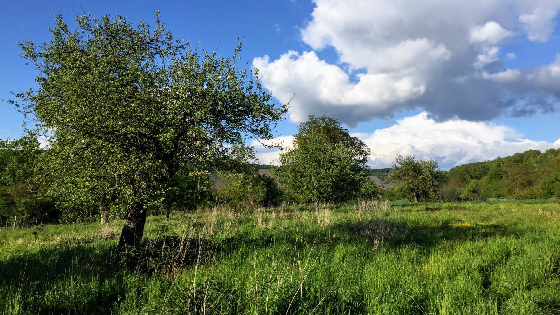 Eine Streuobstwiese in Filsen | © Caroline Taunt