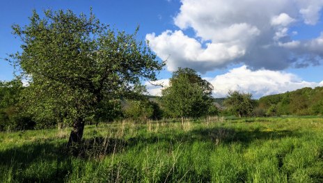 Eine Streuobstwiese in Filsen | © Caroline Taunt