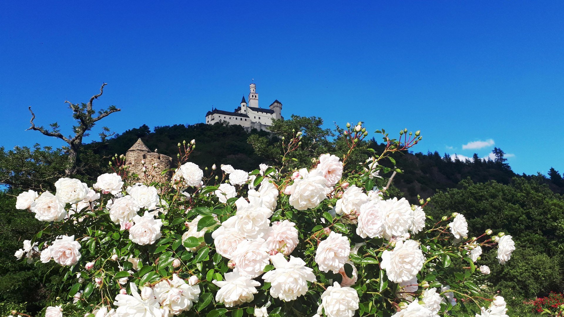 Rosen und Marksburg | © Katharina Schattner/Romantischer Rhein Tourismus GmbH