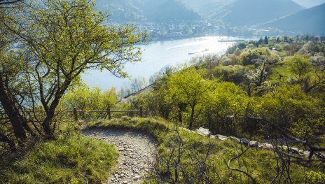 Blick auf den Rheinsteig und das frühlingshafte Rheintal | © Henry Tornow / Romantischer Rhein Tourismus GmbH