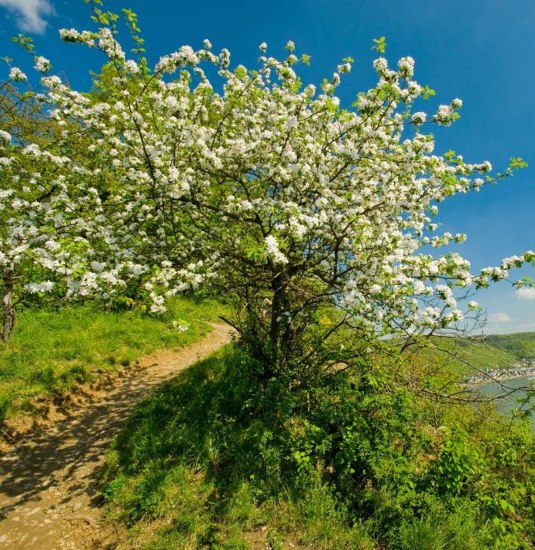 Dominik Ketz, Rheinsteig bei Filsen im Frühling | © Romantischer Rhein Tourismus GmbH